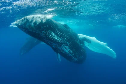 blue whale bit in half