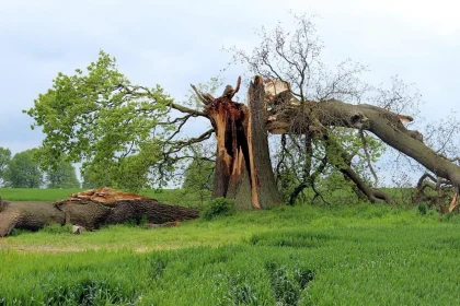 Storm Cleanup