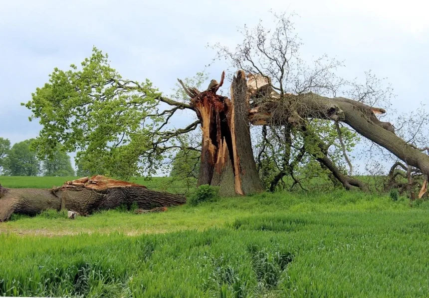 Storm Cleanup