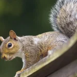 Squirrel Removal Challenges