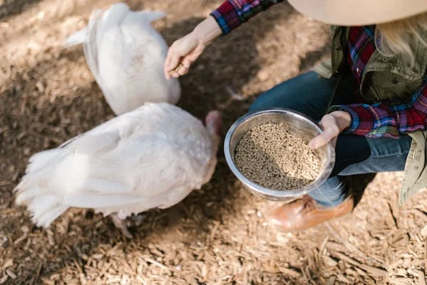 business proposal on poultry farming