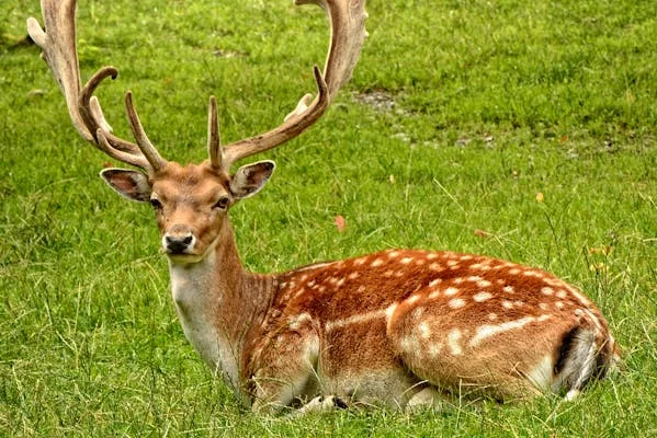 what is the lifestyle like for a deer in georgia