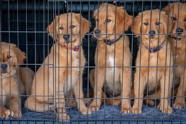 175 dogs rescue from hoarder in slidell louisiana