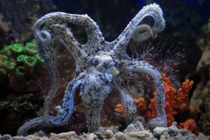 atlantic pygmy octopus lifestyle